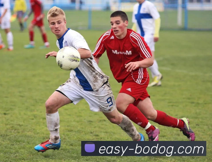 博狗娱乐平台生态图